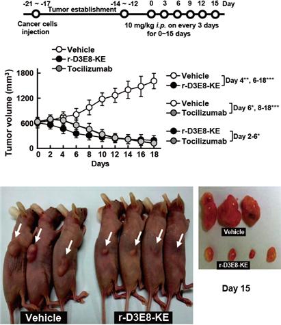 Clinical Trials of Lepebody